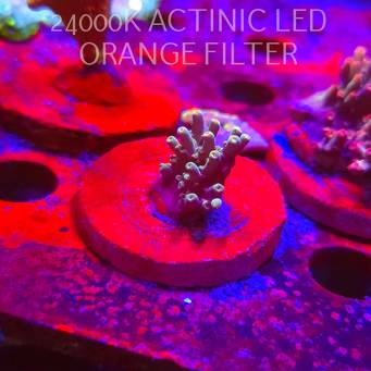 Acropora granulosa ELECTRIC LIME (06.11.2025) MM1-II-30  3cm