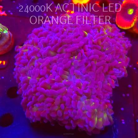 Euphyllia ancora HOLOGRAM ORANGE-PINK-GOLD-GREEN (20.02.2026)  15x15cm