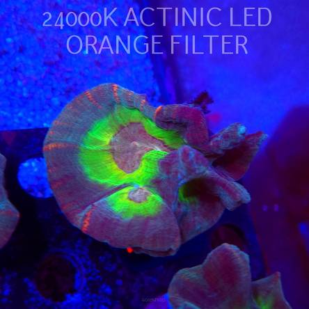  Pectinia alcicornis RAINBOW (23.11.2025) KR-057  10cm PAR80