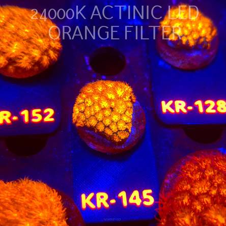 Leptastrea pruinosa JOHN DEERE (14.01.2026) KR-145  3cm