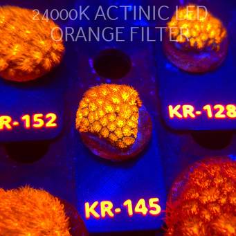 Leptastrea pruinosa JOHN DEERE (14.01.2026) KR-145  3cm