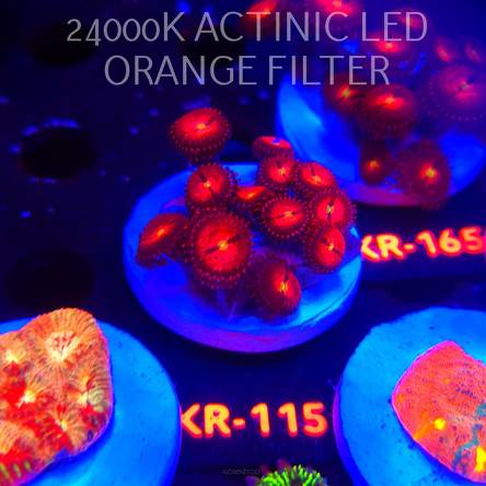 Zoanthus ALIEN EXPLOSION (22.01.2026) KR-115  12P