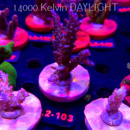 Acropora verweyi (14.08.2026) L2-103  8cm
