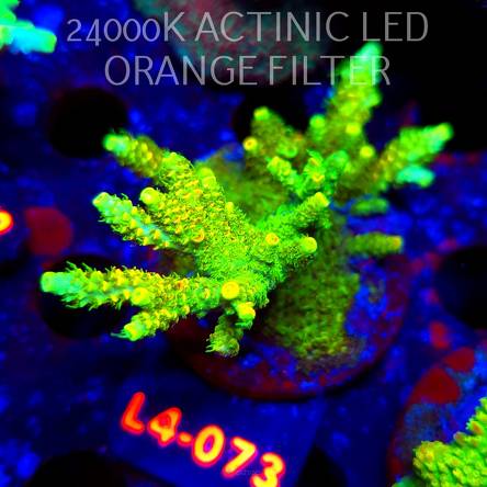 Acropora MILLEPORA SUNSET  (07.01.2026) L4-073  8cm