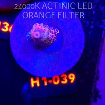 Acropora sp. (04.02.2026) H1-039  4cm