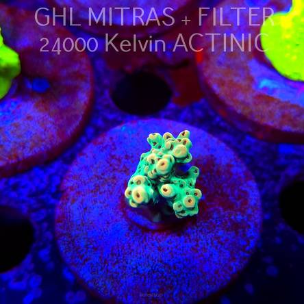 Acropora Jason Fox's Fox Flame Acro (20.02.2025) L4-III-5  3cm