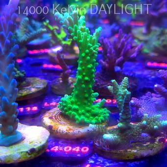 Acropora AUSTERA BANANA (06.01.2026) L4-040  10cm