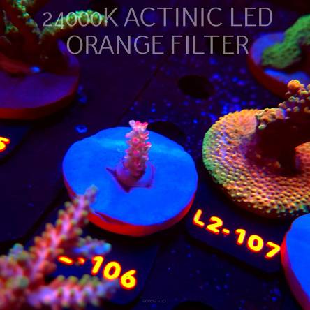 Acropora microclados STRAWBERRY SHORTCAKE CORAL SEA (14.08.2026) L2-106  2cm