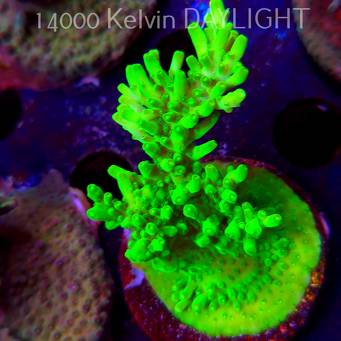 Acropora WWC Castells Banana (09.05.2025) MM1-I-19  7cm