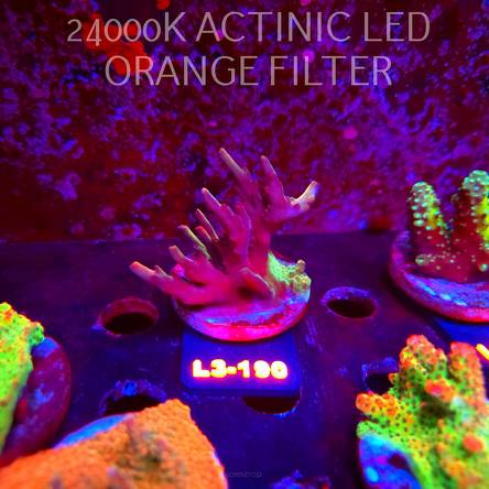 Acropora sp. PREMIUM AUSTRALIA (11.09.2026) L3-190  7cm