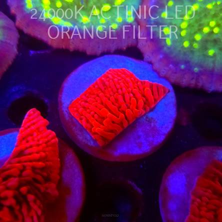 Montipora JASON FOX MEAN STREAK (21.02.2026)  4cm