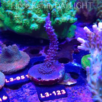 Acropora formosa BLUE JEANS (05.01.2026) L3-123  10cm