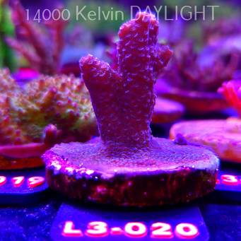 Acropora sp. PREMIUM AUSTRALIA (10.09.2026) L3-020  5cm