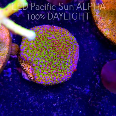 Montipora danae RAINBOW (19.01.2025) L2-I-2  3cm
