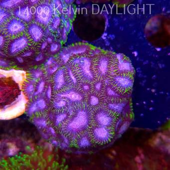 Favia WWC SPACE MONKEY (23.11.2025)  7cm