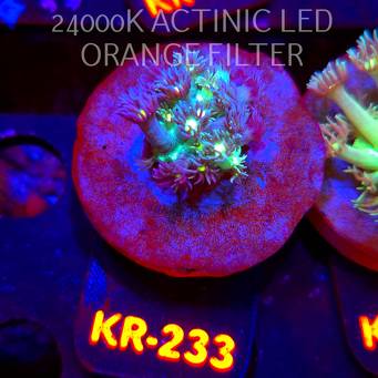 Goniopora BLUEISH YELLOW CENTER (12.07.2026) KR-233  2cm