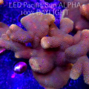 Porites cylindrica YELLOW (23.01.2025)  10cm