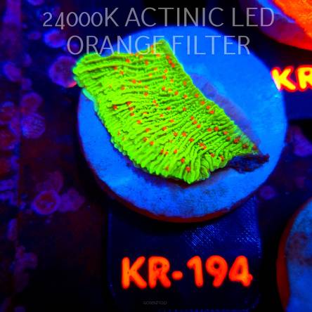 Montipora RASPBERRY LEMONADE (06.08.2026) KR-194  5cm
