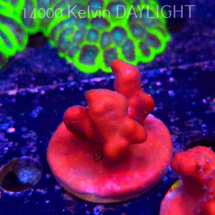Blue Ridge Coral - Heliopora coerulea - Blue Fire Coral (06.05.2025)  5cm