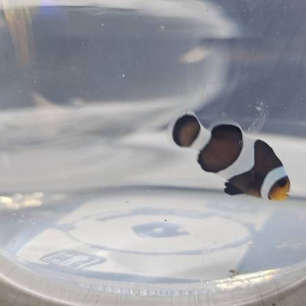 Amphiprion ocellaris WYSIWYG DARWIN TANK BRED 4cm