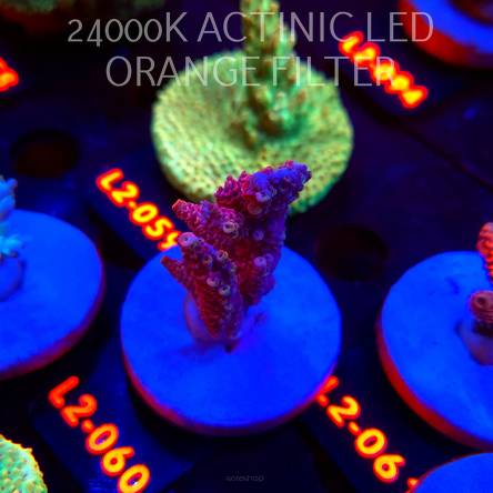 Acropora LORIPES PINK LEMONADE (14.08.2026) L2-060  5cm
