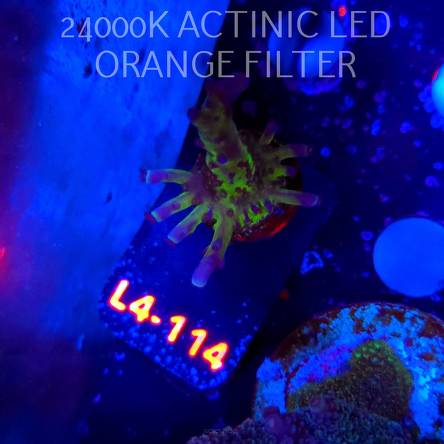 Acropora EC Frankie's Kryptonite (06.01.2026) L4-114  5cm