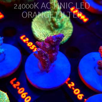 Acropora LORIPES PINK LEMONADE (14.08.2026) L2-060  5cm