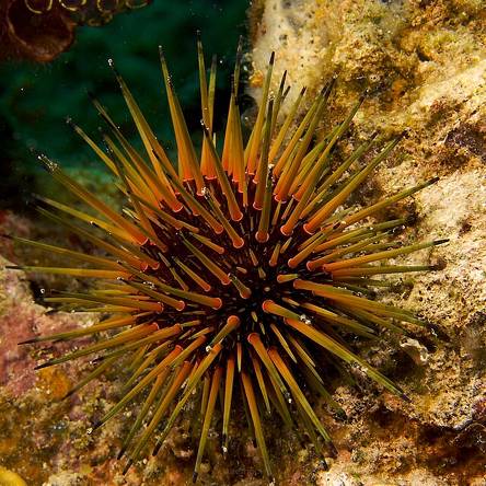 Jeżowiec Echinometra viridis