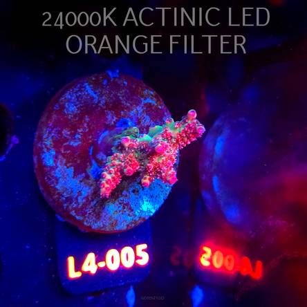 Acropora sp. PREMIUM AUSTRALIA  (07.01.2026) L4-005  3cm