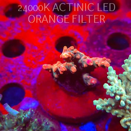 Acropora JMC SPECIAL RED (06.11.2025) MM1-II-19  4cm