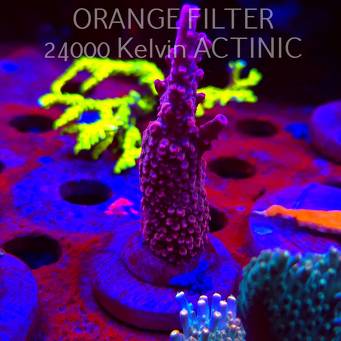 Acropora BLUE POLYP BLEEDING STRAWBERRY (08.05.2025) MM1-II-19  7cm