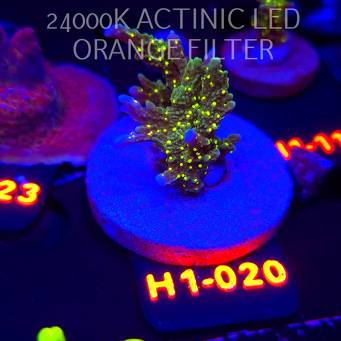 Montipora STELLATA (01.02.2026) H1-020  5cm