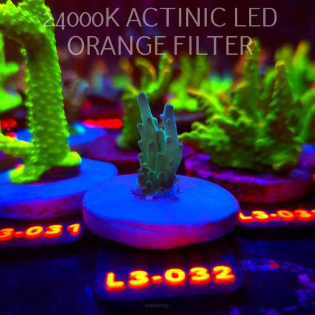 Acropora LORIPES FIJI GOLD (10.09.2026) L3-032  3cm