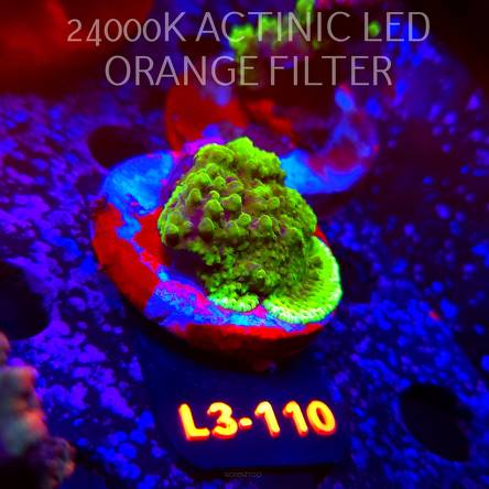 Acropora sp. AUSTRALIA (05.01.2026) L3-110  4cm