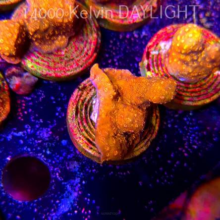 PAVONA MALDIVENSIS ORANGE (18.05.2025)  3cm