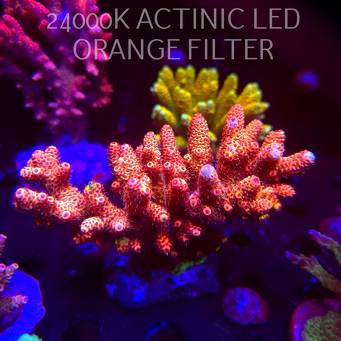 Acropora MILLEPORA BUBBLEGUM (13.02.2026) H1  10cm