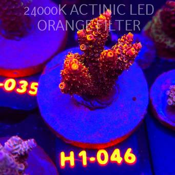 Acropora MILLEPORA BUBBLEGUM (02.02.2026) H1-046  5cm