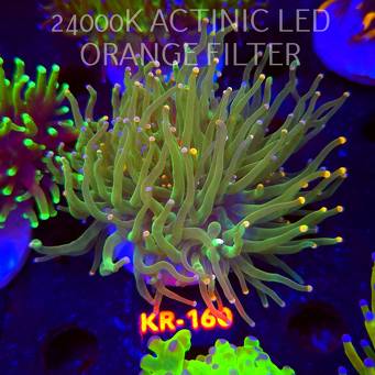 Euphyllia glabrescens ORANGE-PINK TIP (17.01.2026) KR-160