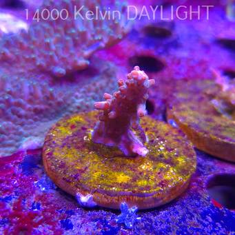 Acropora JMC SPECIAL RED (06.11.2025) MM1-II-24  3cm