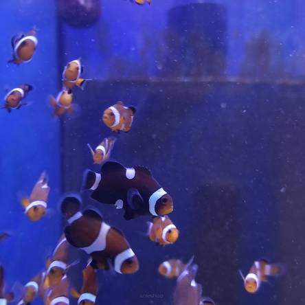 Amphiprion ocellaris DARWIN TANK BRED (Black Nemo Clown) 4-5cm