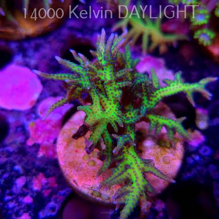 Seriatopora hystrix YELLOW (18.05.2025)  7cm
