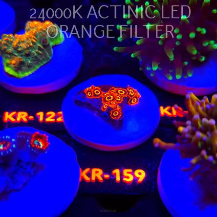 Zoanthus FRUIT LOOPS (17.01.2026) KR-159  20P