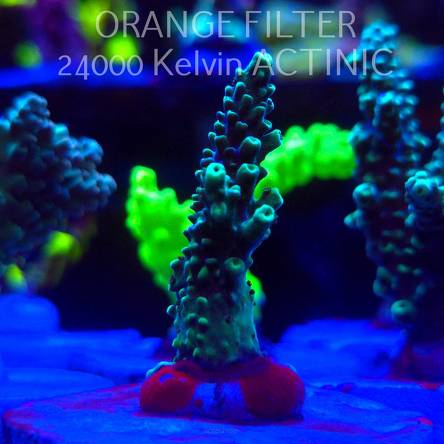 Acropora sp. AUSTRALIA (20.03.2025) L1-I-14  5cm