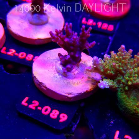 Acropora microclados CHEMICAL ROMANCE (14.08.2026) L2-089  4cm