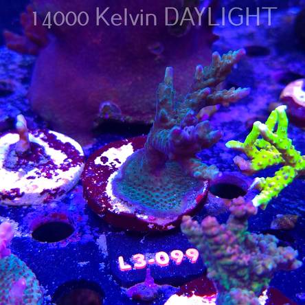 Acropora sp. AUSTRALIA (05.01.2026) L3-099  7cm