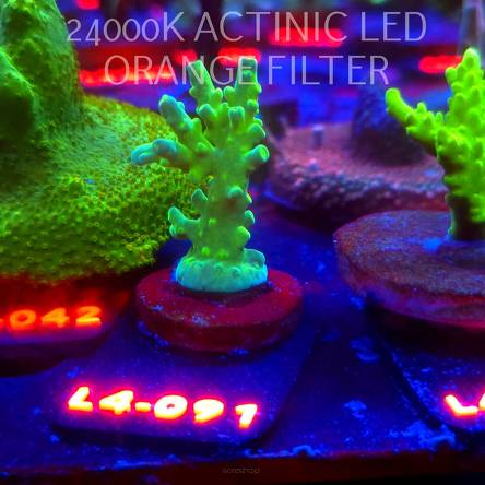 Acropora AUSTERA BANANA (06.01.2026) L4-091  4cm