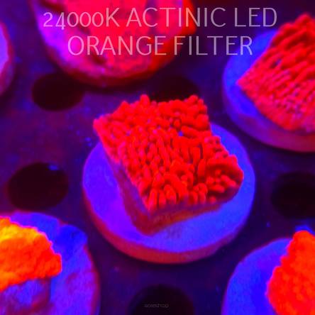 Montipora JASON FOX MEAN STREAK (21.02.2026)  5cm