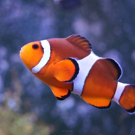 Amphiprion ocellaris 6 cm WILD
