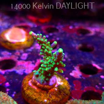 Acropora JMC PRINCESS (07.04.2025) MM6-II-18  5cm
