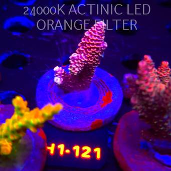 Acropora MILLEPORA HOT PINK (01.02.2026) H1-121  5cm